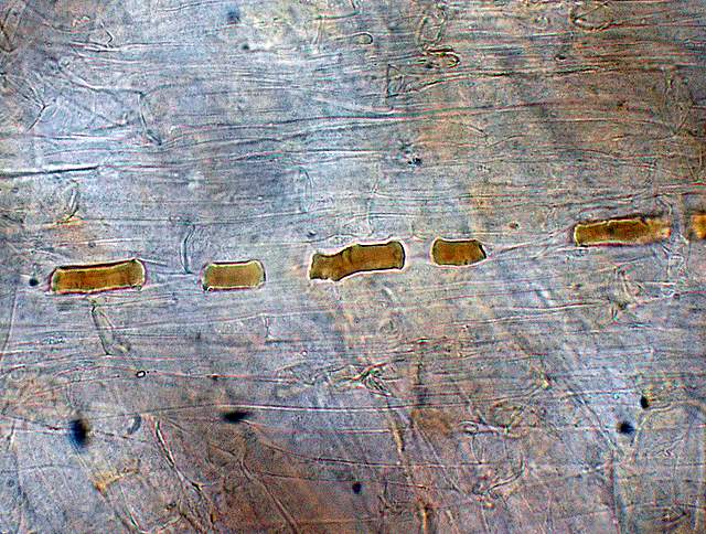 Galerina spec. Cod.:1247-07